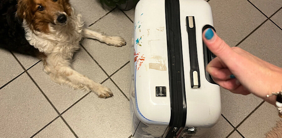 Ein Hund liegt auf dem Boden und schaut zu einem Koffer. Eine Hand, die den Daumen hoch zeigt.