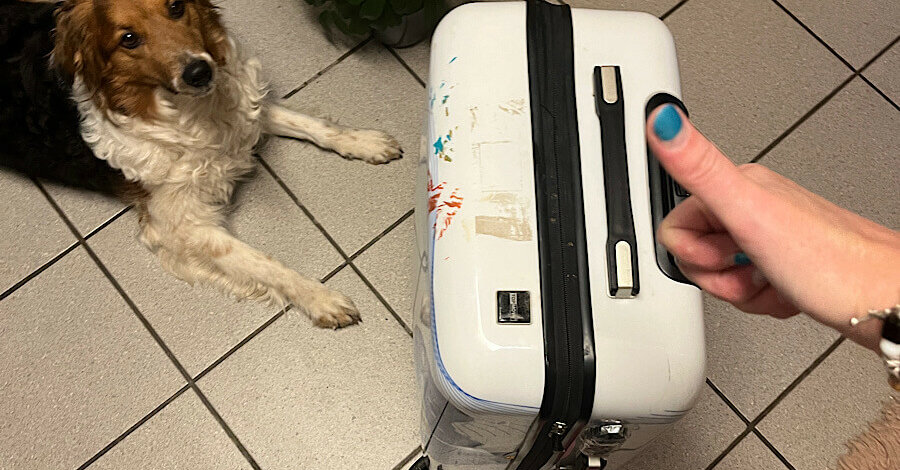 Ein Hund liegt auf dem Boden und schaut zu einem Koffer. Eine Hand, die den Daumen hoch zeigt.