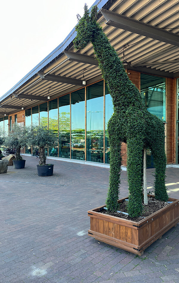 Das Bild zeigt eine grüne Giraffe aus Buchsbaum geschnitten vor einem Gartencenter